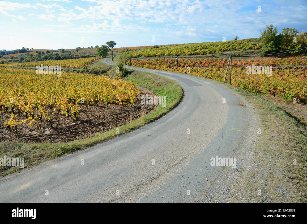 Road by vineyards with fall foliage, AOC Faugeres, Herault, France, Europe Stock Photo