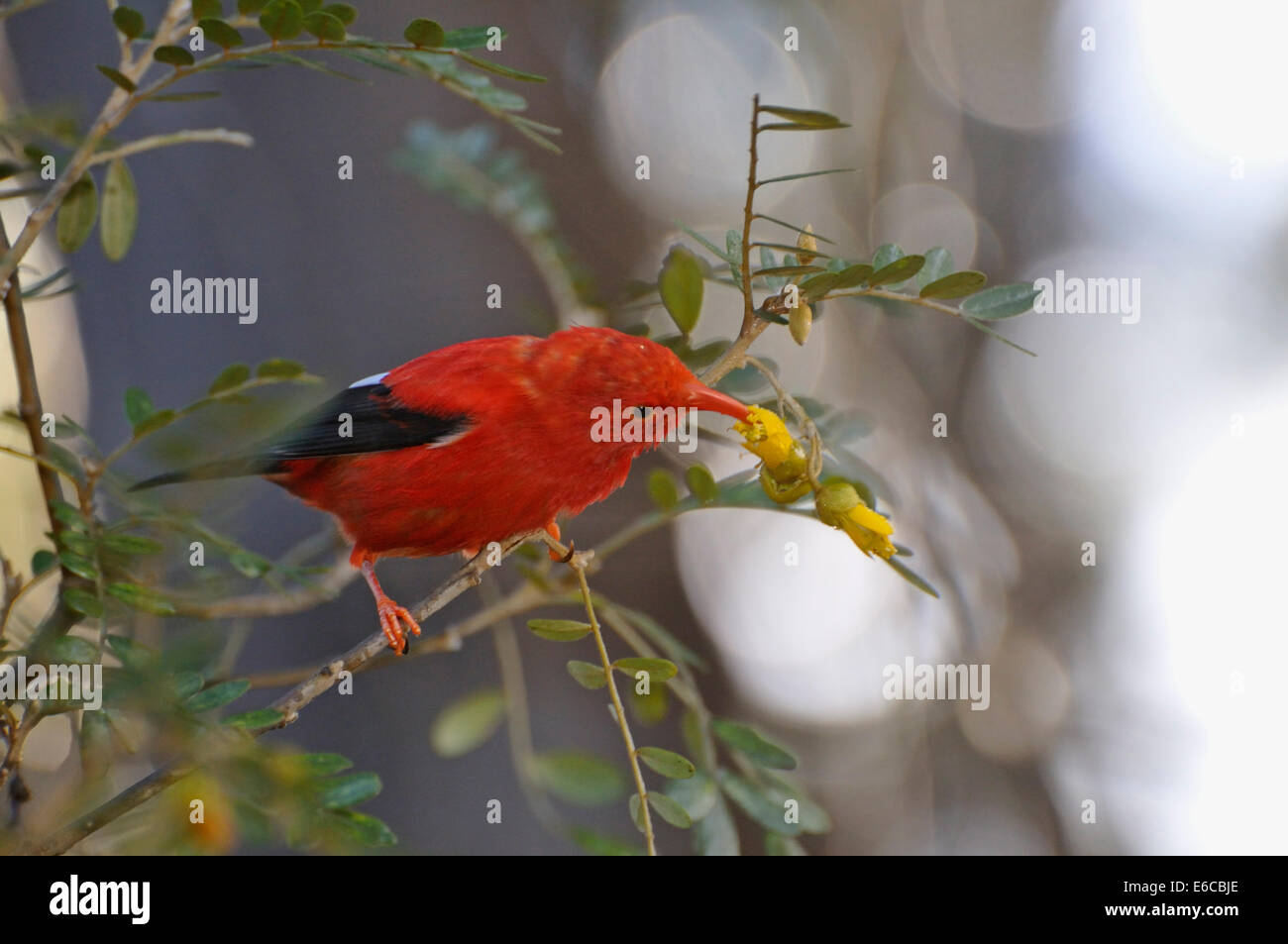 An 'I'iwi bird extracting nectar from yellow tree flowers in Maui Island, Hawaii Islands, USA. Stock Photo