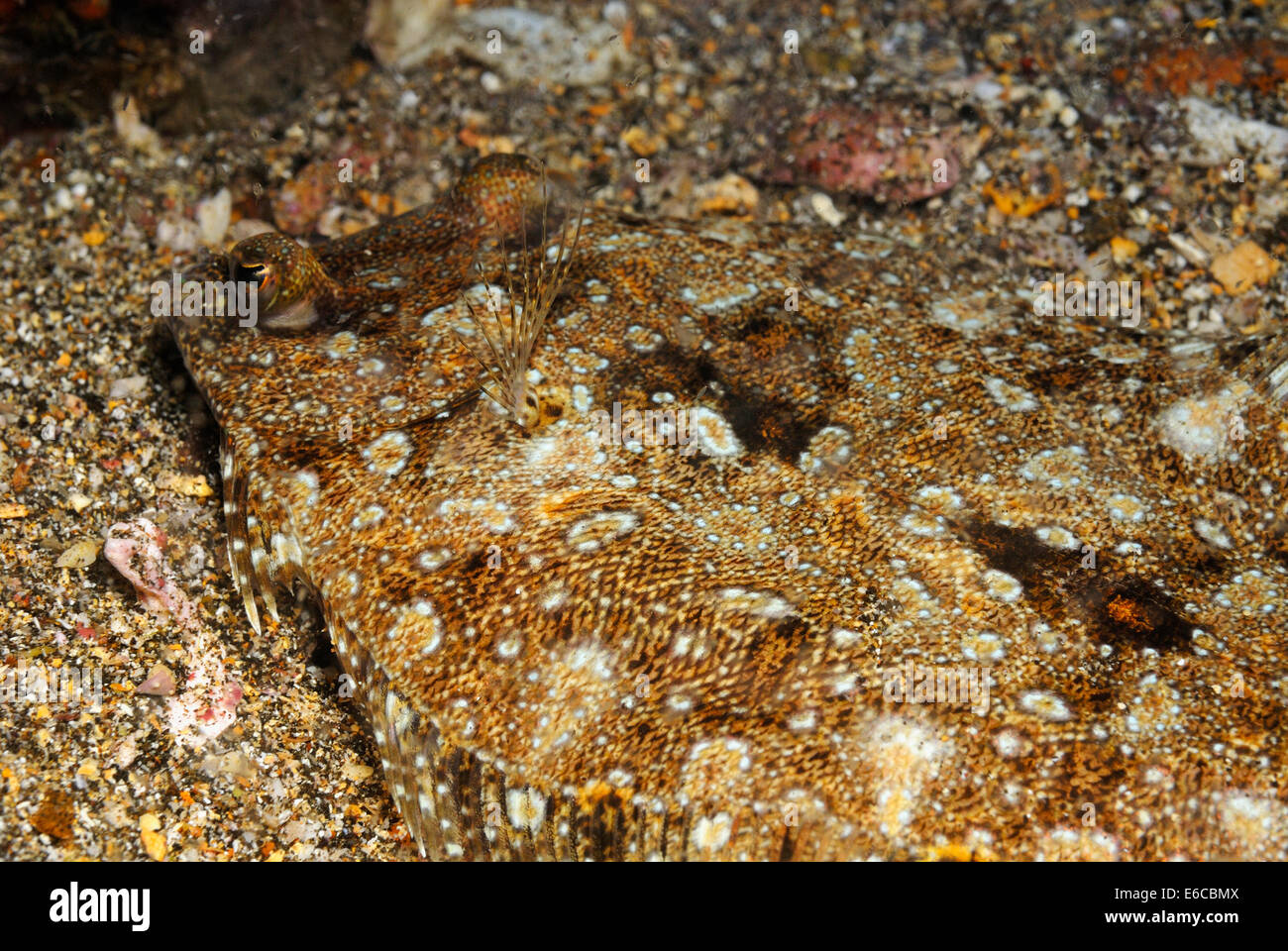Pacific Leopard Flounder (Bothus leopardinus) on sand by night time, Galapagos Islands, Ecuador, South America Stock Photo