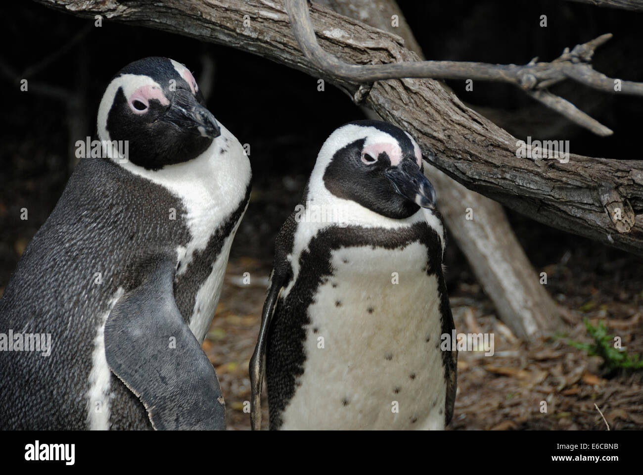 Couple of Black Footed Jackass Penguins (Speniscus demersus), Betty's Bay, South Western Cape, South Africa Stock Photo