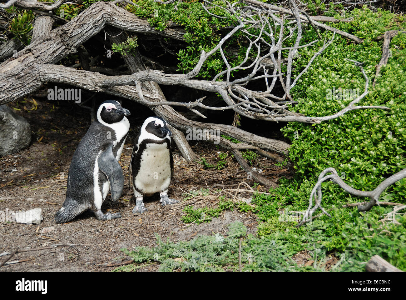 Black Footed Jackass Penguins (Speniscus demersus) in Betty's Bay, South Western Cape, South Africa Stock Photo
