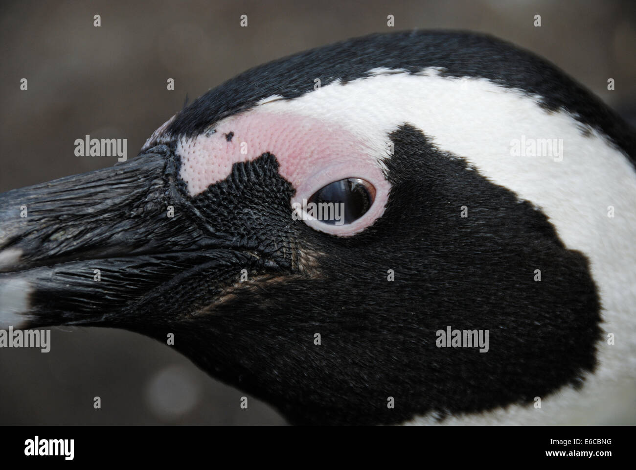 Black Footed Jackass Penguin head (Speniscus demersus), Betty's Bay, South Western Cape, South Africa Stock Photo