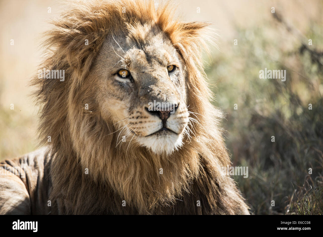 African Lion Portrait Stock Photo