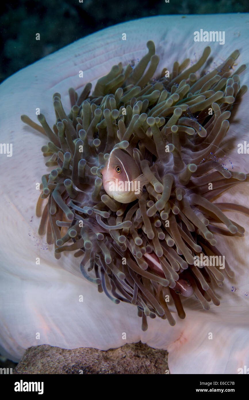 Anemonefish, nestled in anemone. Stock Photo