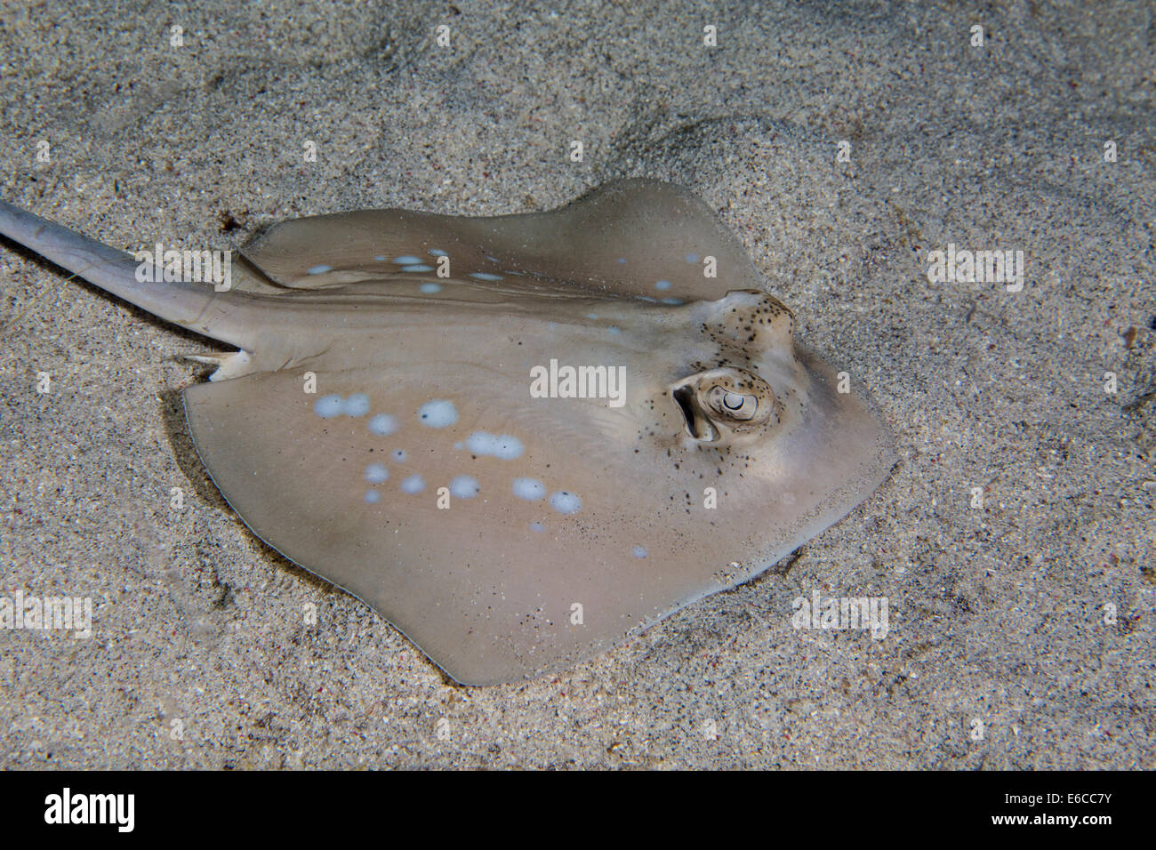 Bluespotted stingray resting at night in the sand. Stock Photo