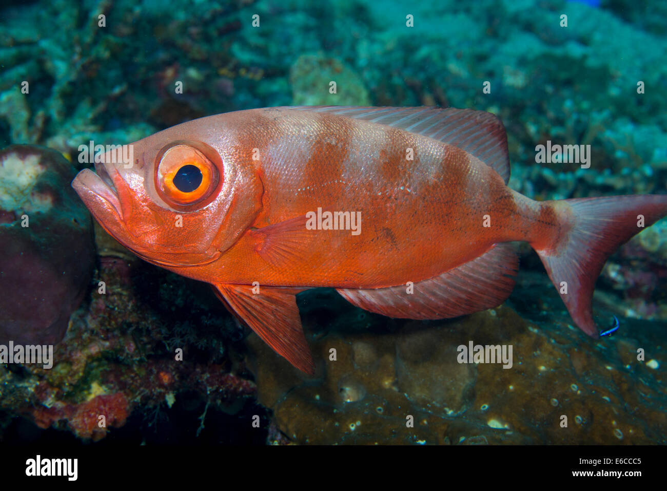 Bigeye Snapper- Facts and Photographs