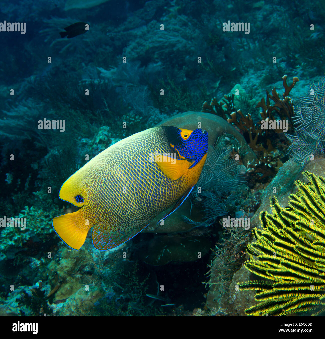 Yellow-masked angelfish swims along the coral reef. Stock Photo