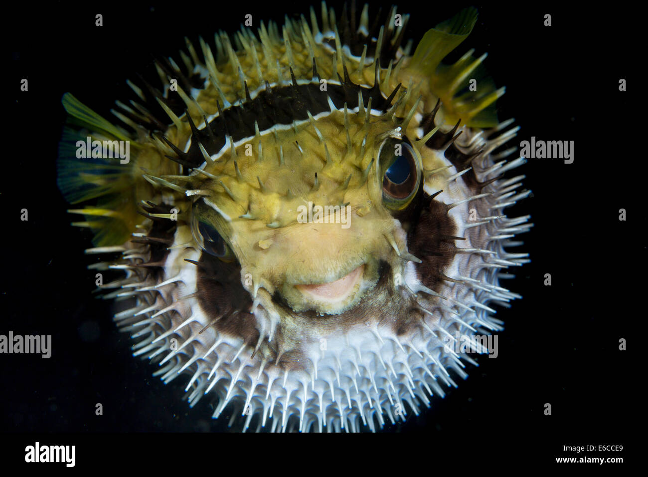 Close-up of inflated porcupinefish. Stock Photo