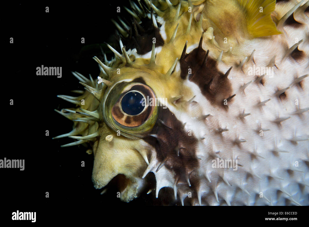 Facial close-up, inflated porcupinefish. Stock Photo