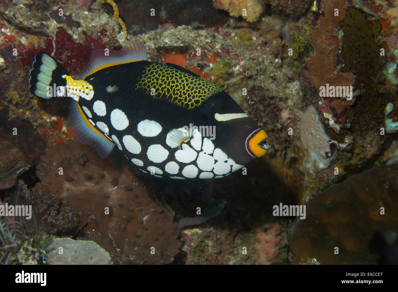 Close-up of a clown triggerfish. Stock Photo