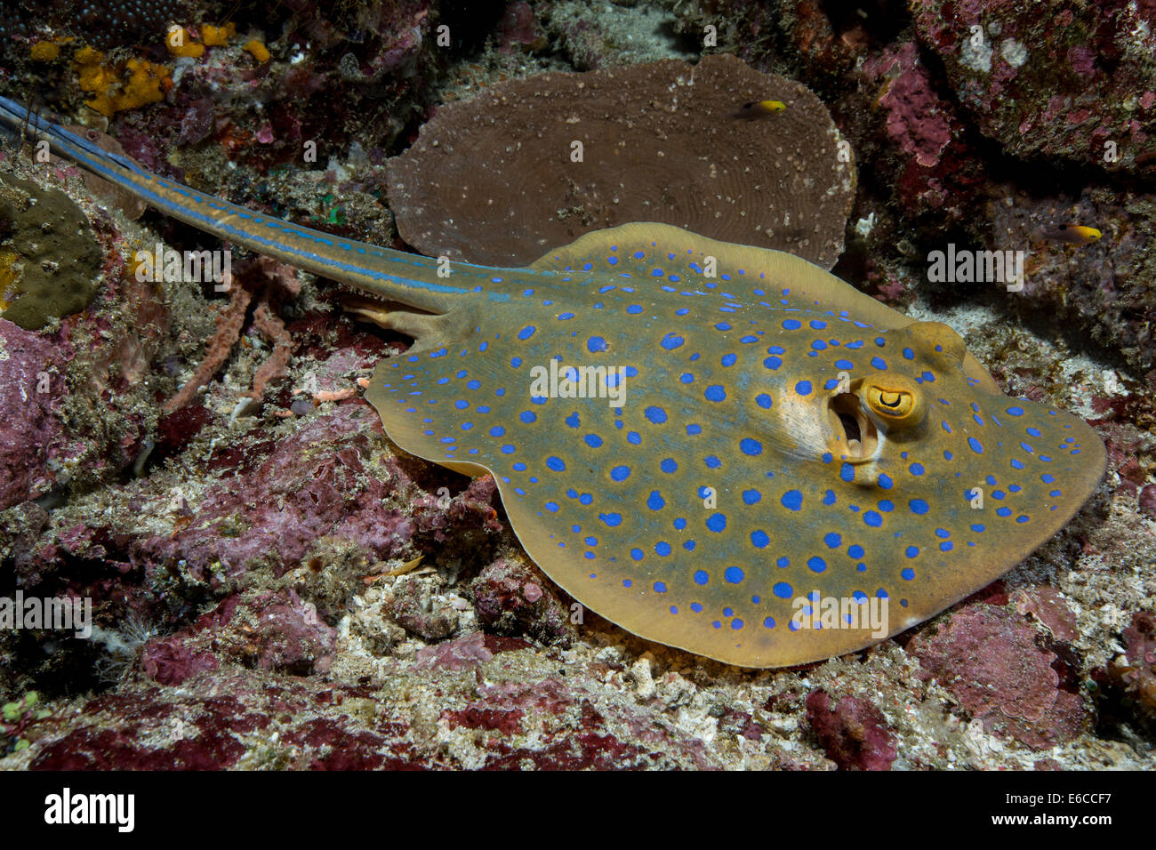 Blue-spotted stingray resting on the ocean floor. Stock Photo