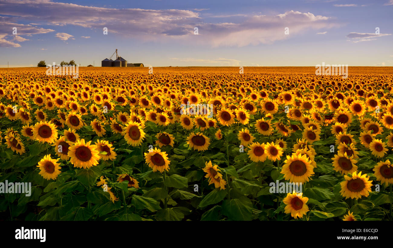 Evening light hits the sunflower fields and a farm on the plains of Colorado east of Denver during summer Stock Photo
