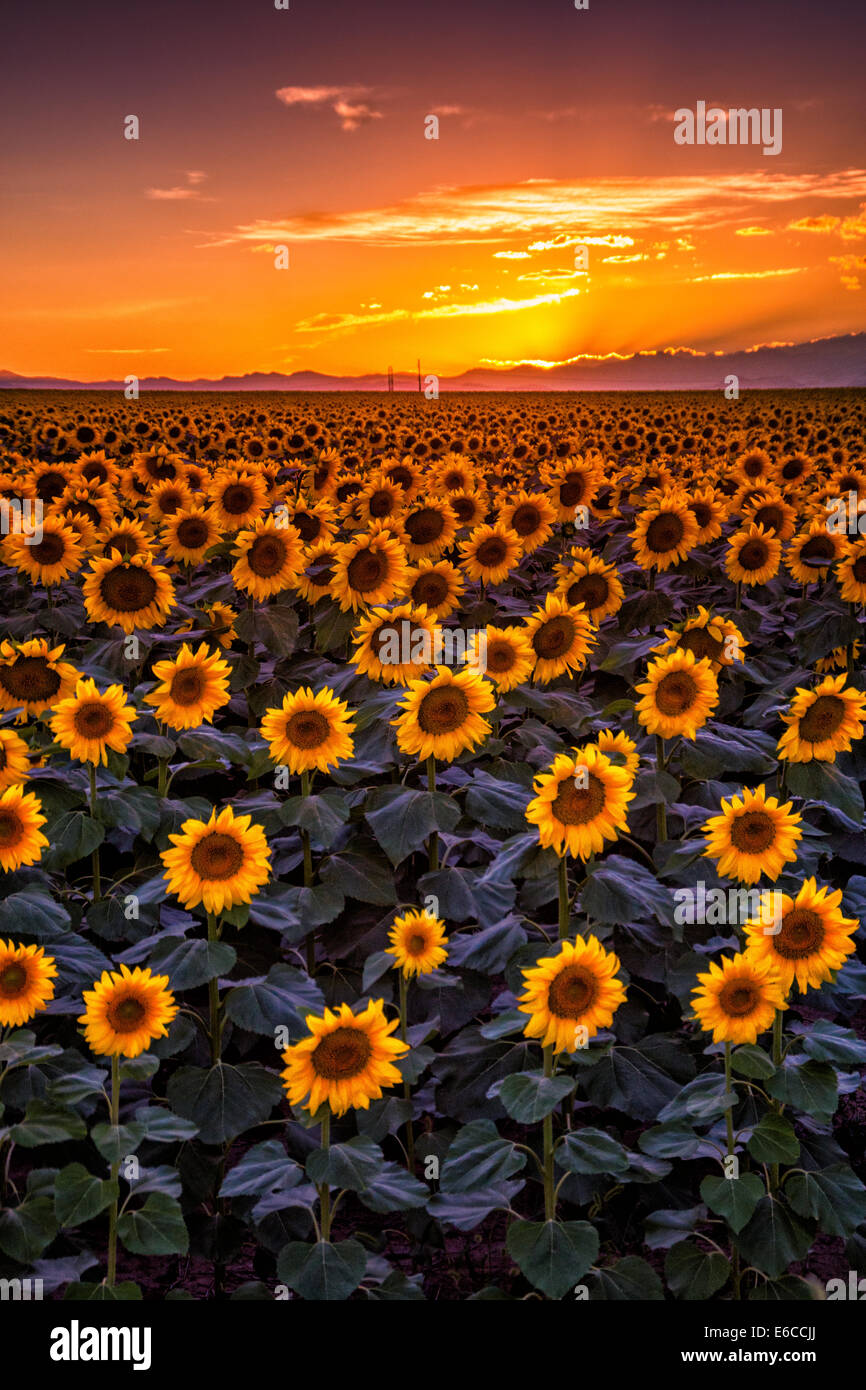 Sunflowers reflect the golden light of sunset along the eastern plains of Colorado outside of Denver Stock Photo