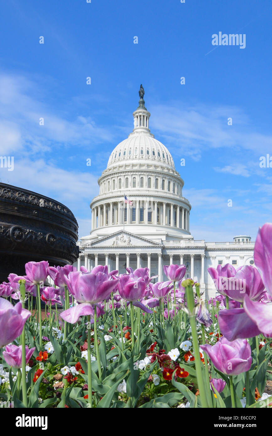 Capitol building cherry blossom hi-res stock photography and images - Alamy