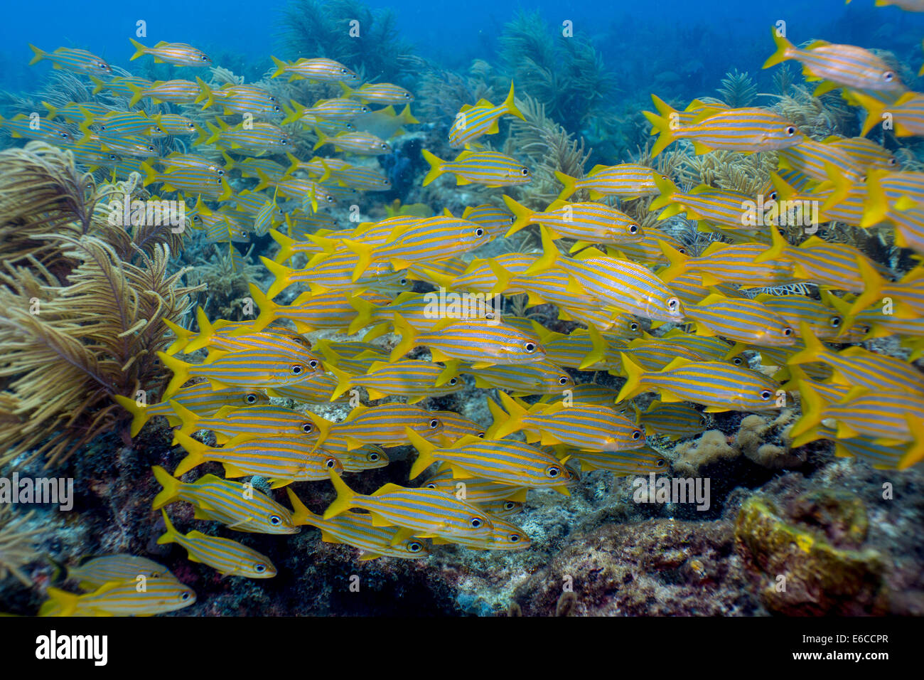Marine sanctuaries promote protection of marine life, such as these Smallmouth grunts. Stock Photo
