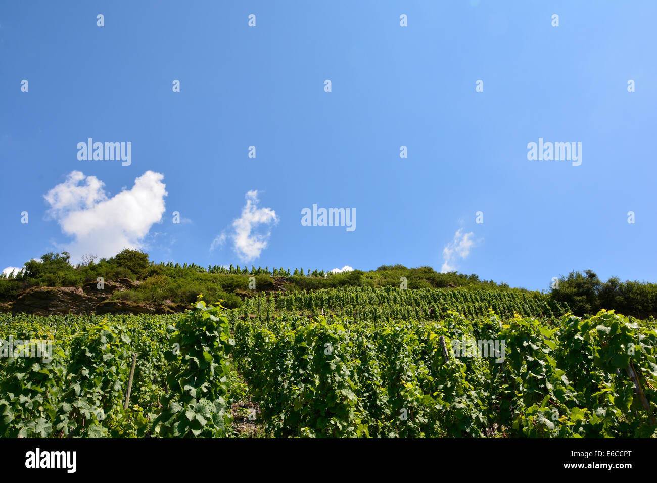Moselle vineyards with blue sky in summer and clouds Germany Rhineland Palatinate Weinberg Weinberge Weinbergslandschaft Mosel Stock Photo