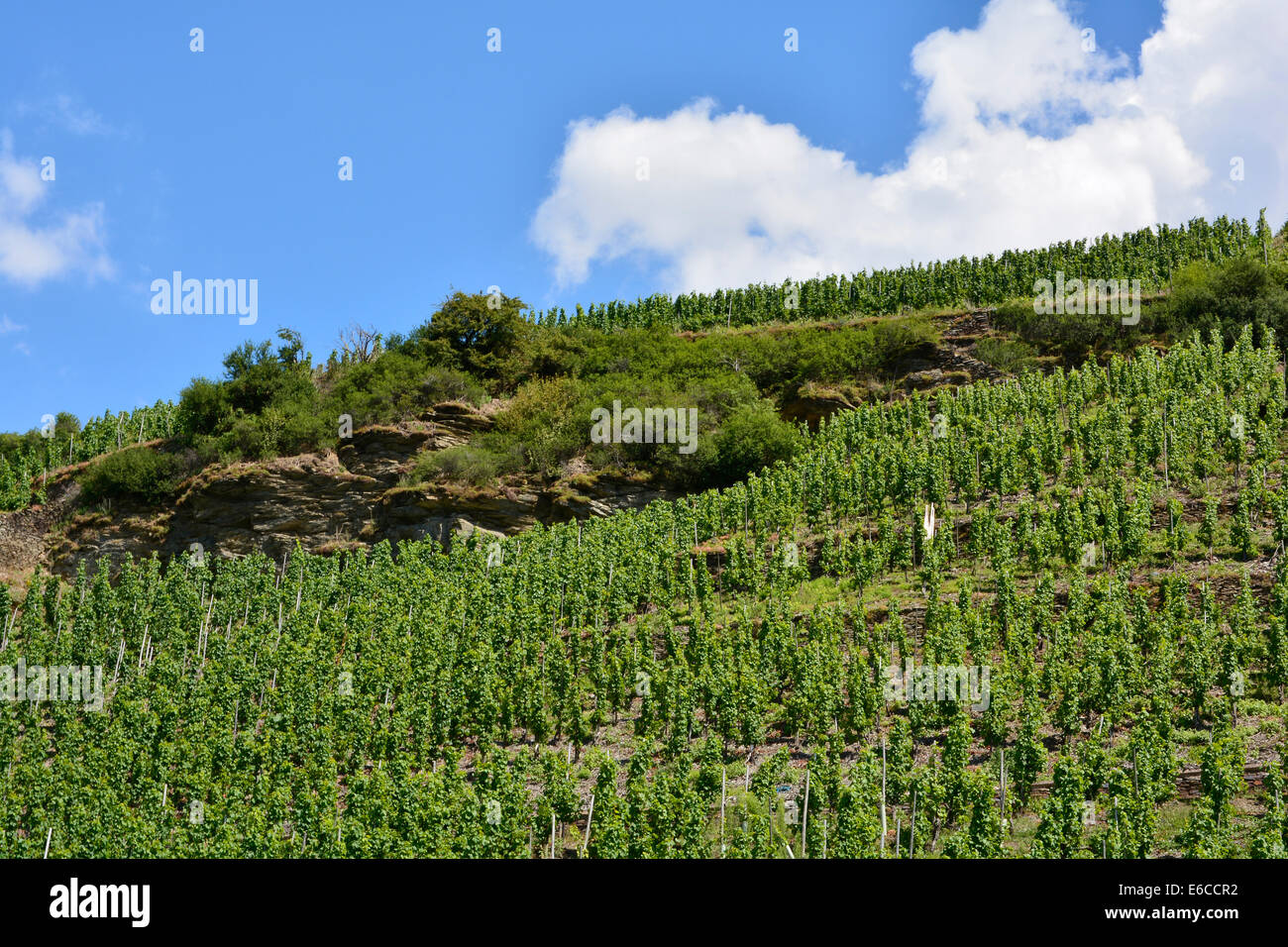 Moselle Vineyards landscape summer Germany Rhineland Palatinate with blue sky Mosel Mosellandschaft Weinberg Weinbergslandschaft Stock Photo