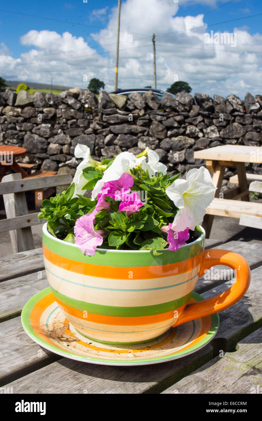 Flowers in a large cup and saucer at a cafe in Feizor, Yorkshire Dales, UK  Stock Photo - Alamy