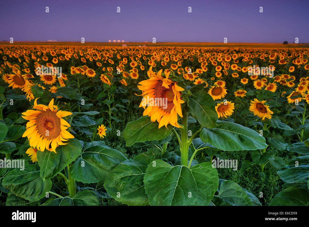 Sunflowers glow during blue hour east of Denver, Colorado during summer Stock Photo