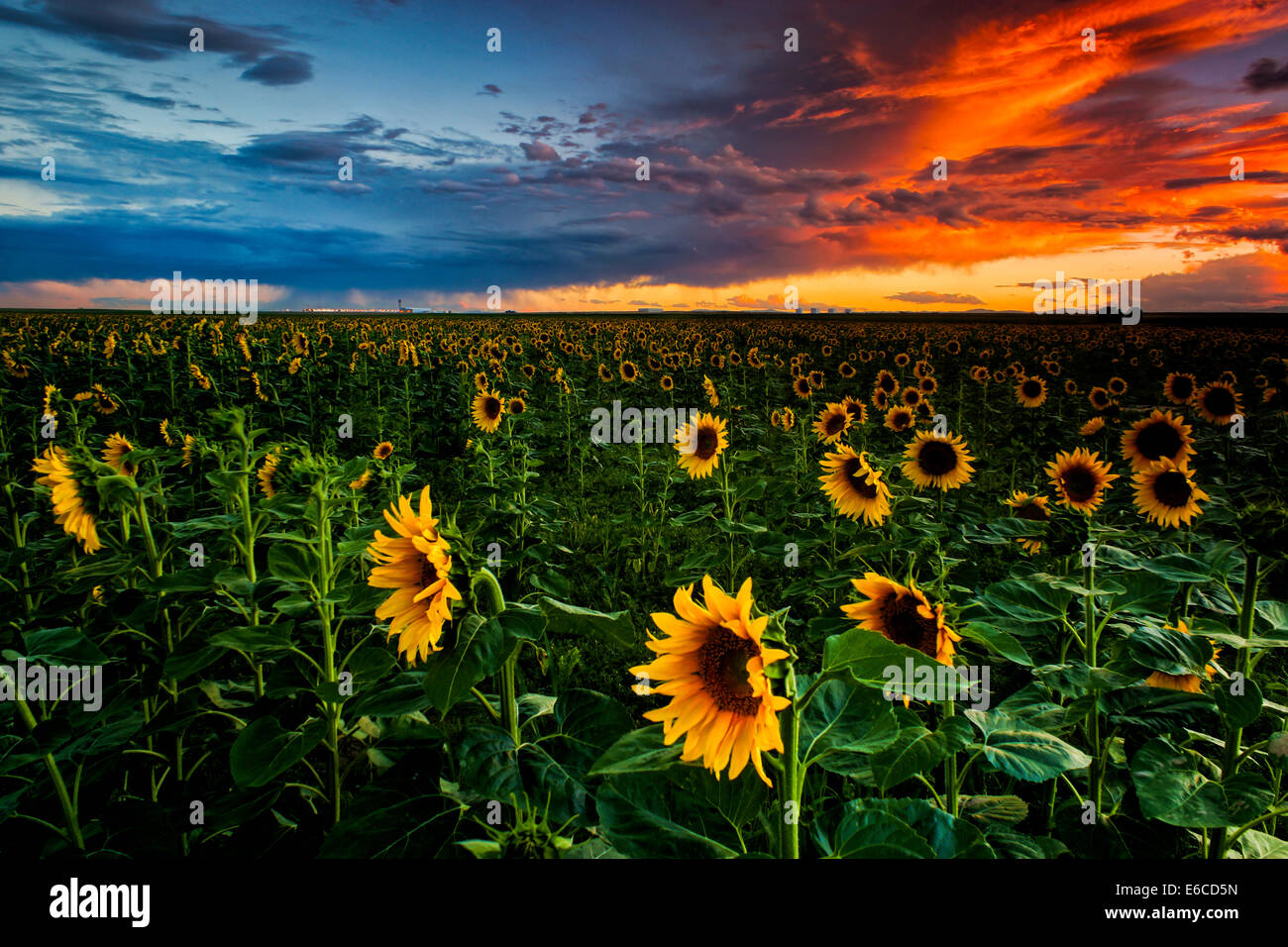 Sunflowers go on forever on the Colorado plains east of Denver as the summer sky paints a stunning sunset Stock Photo