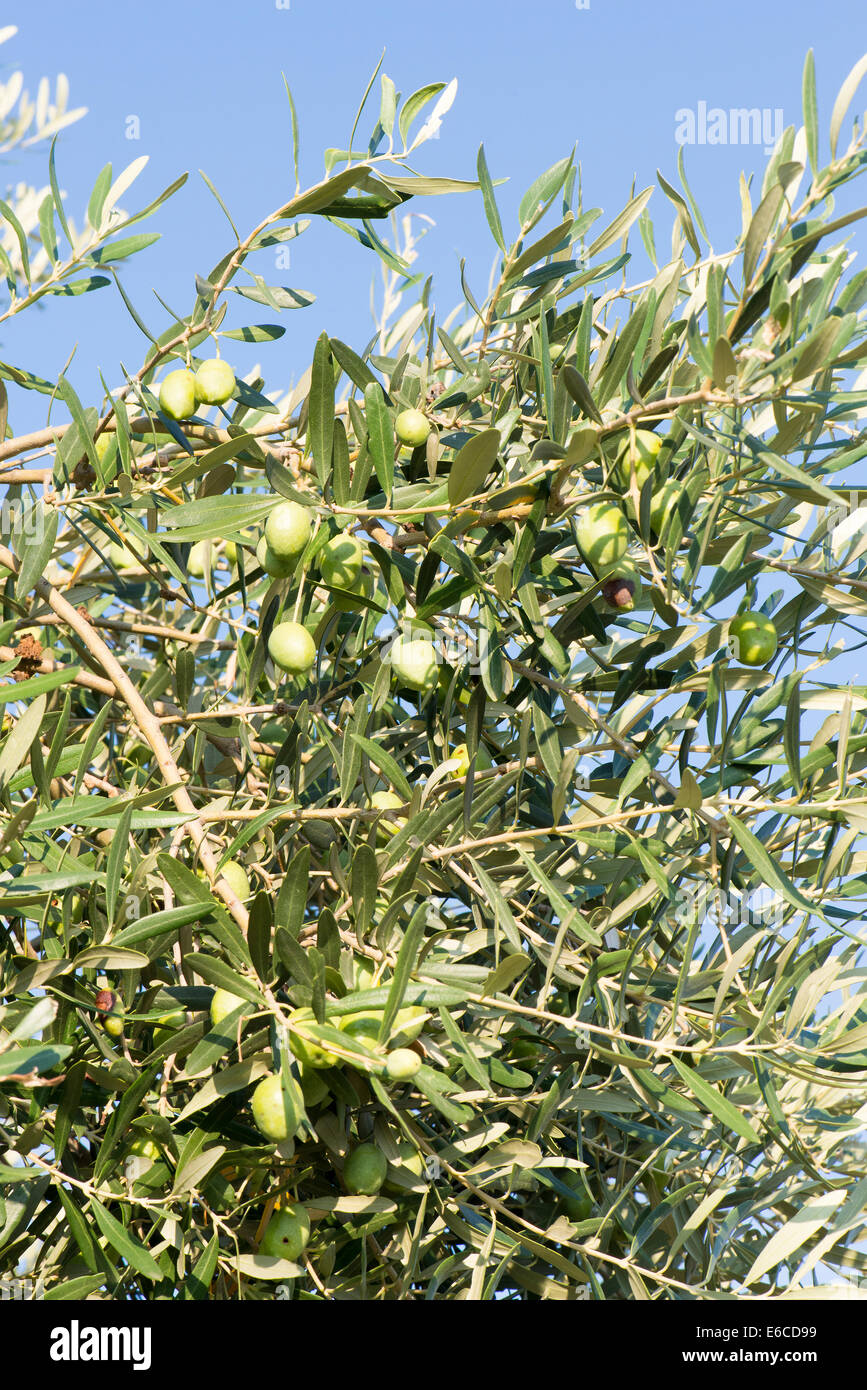 Olives growing on an Olive Tree Stock Photo Alamy