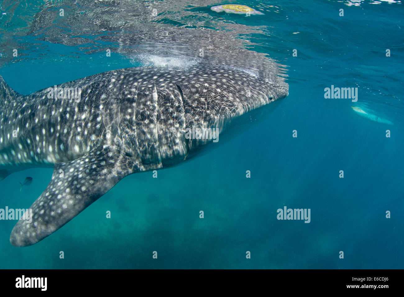 Whale shark snorkel encounter at village of Oslob, on the island of Cebu, Philippines. Stock Photo