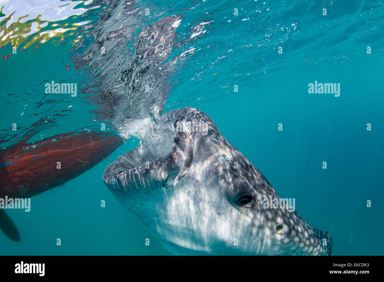 Whale shark snorkel encounter at village of Oslob, on the island of Cebu, Philippines. Stock Photo
