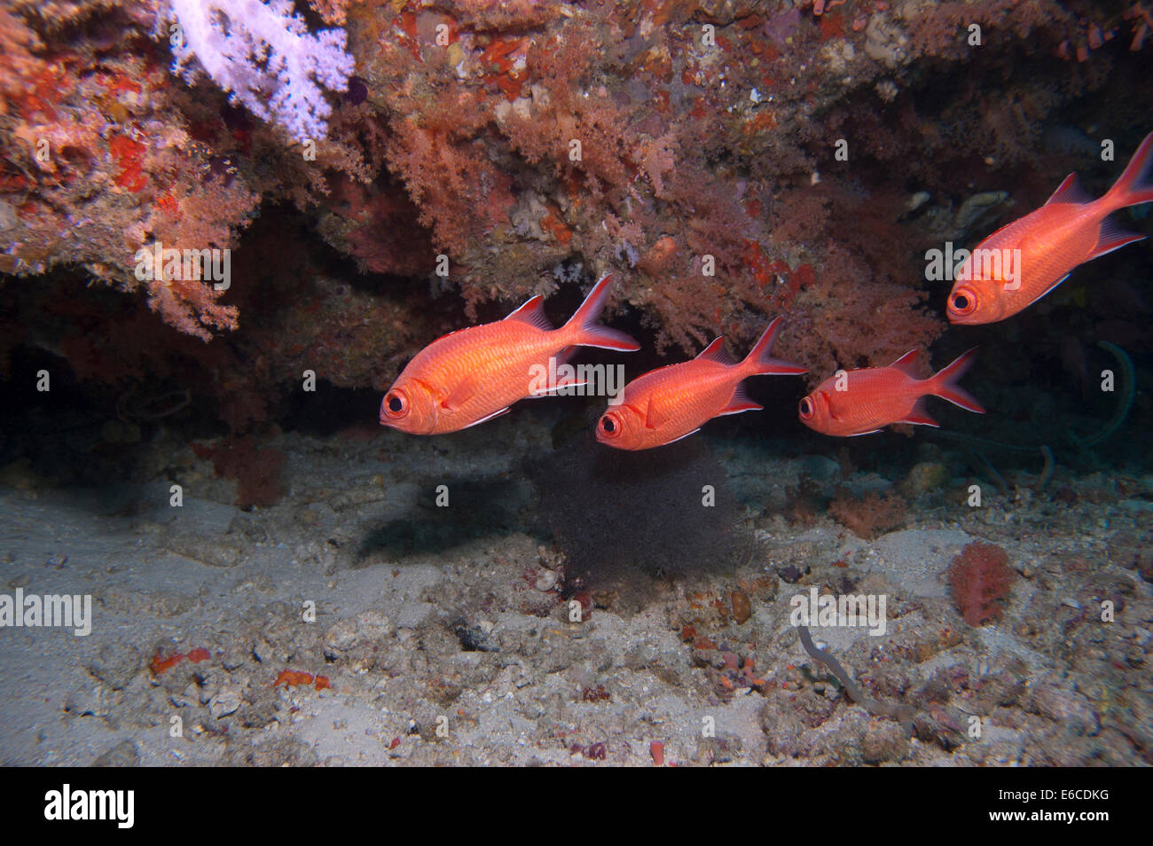 Small group of fish take refuge inside an overhang at HP Reef in North Mal Stock Photo