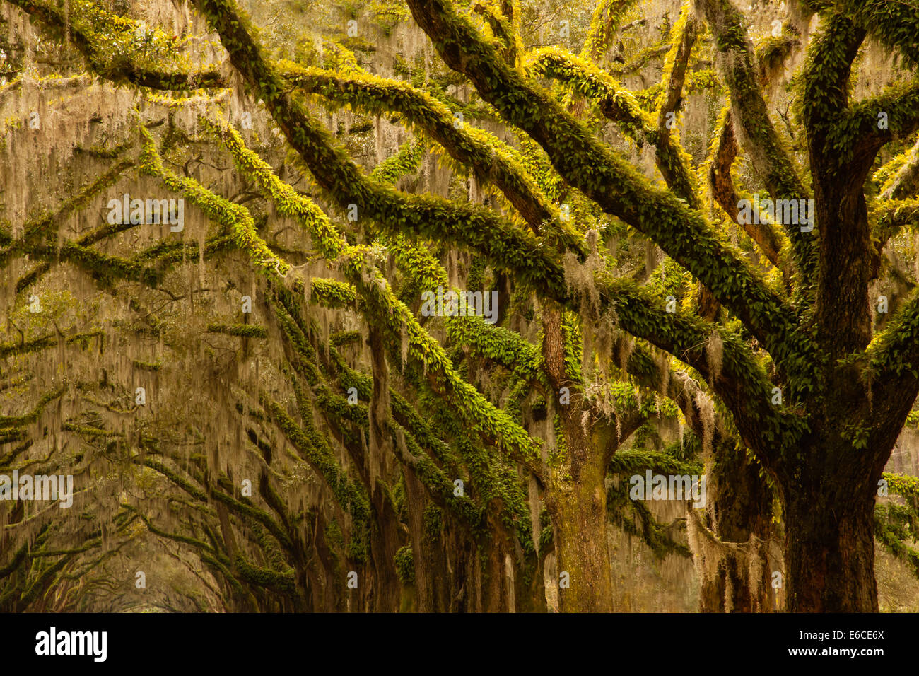 USA, Savannah, Oak trees with Spanish moss at Wormsloe