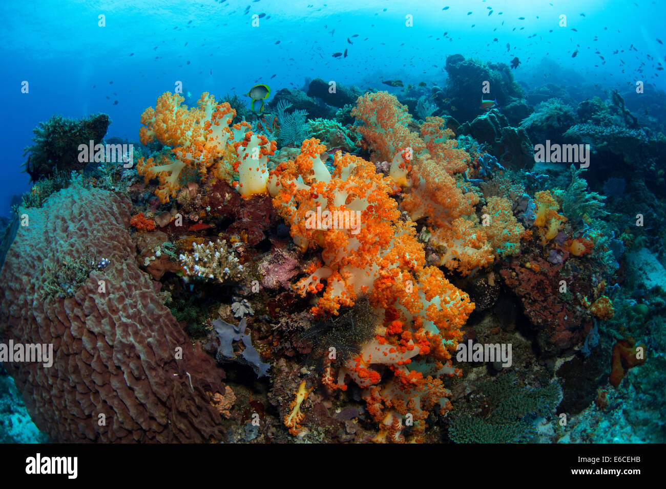 Colorful underwater scenic on the island of Tatawa Besar. Stock Photo