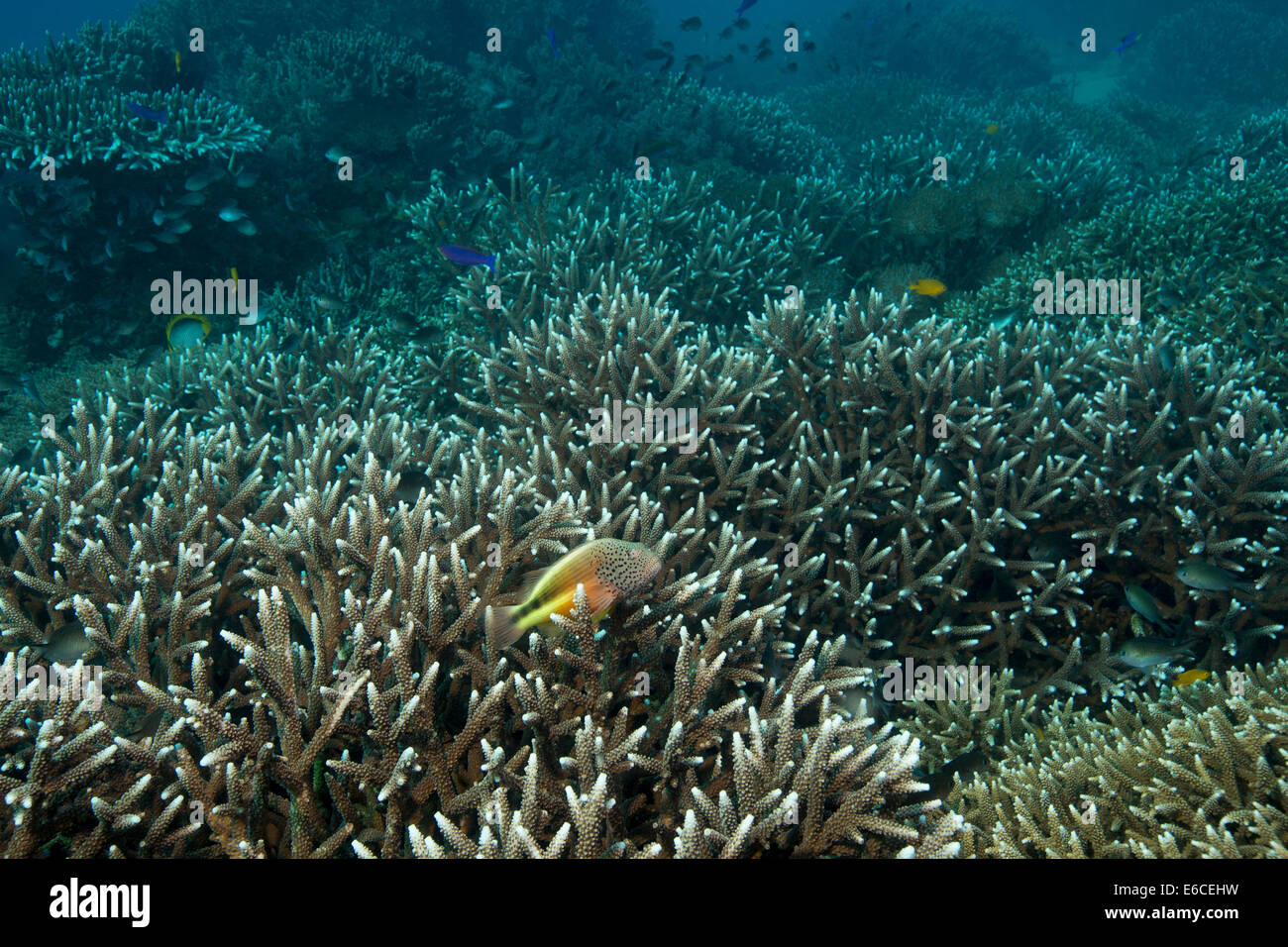 Freckled hawkfish amidst a field of hard corals. Stock Photo