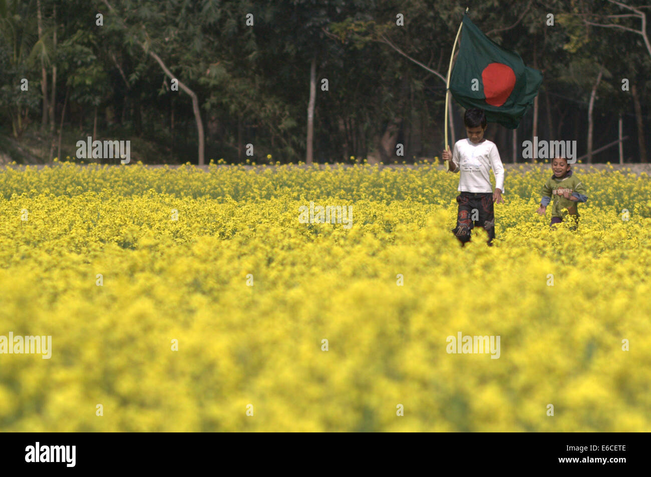 Bangladesh. 20th Aug, 2014. mustard field in Bangladesh.Mustard is a cool weather crop and is grown from seeds sown in early spring. From mid December through to the end of January, Bangladesh farmers cultivate their crops of brightly coloured yellow mustard flowers that are in full bloom. © Zakir Hossain Chowdhury/ZUMA Wire/Alamy Live News Stock Photo