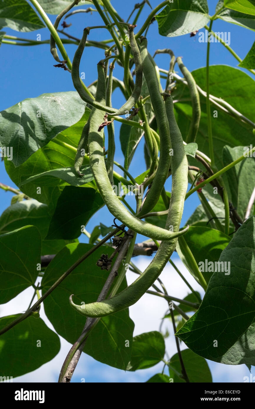 Runner beans hires stock photography and images Alamy