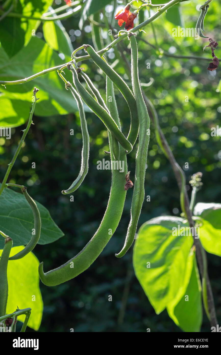 Runner beans with leaves and flowers growing in garden in late summer