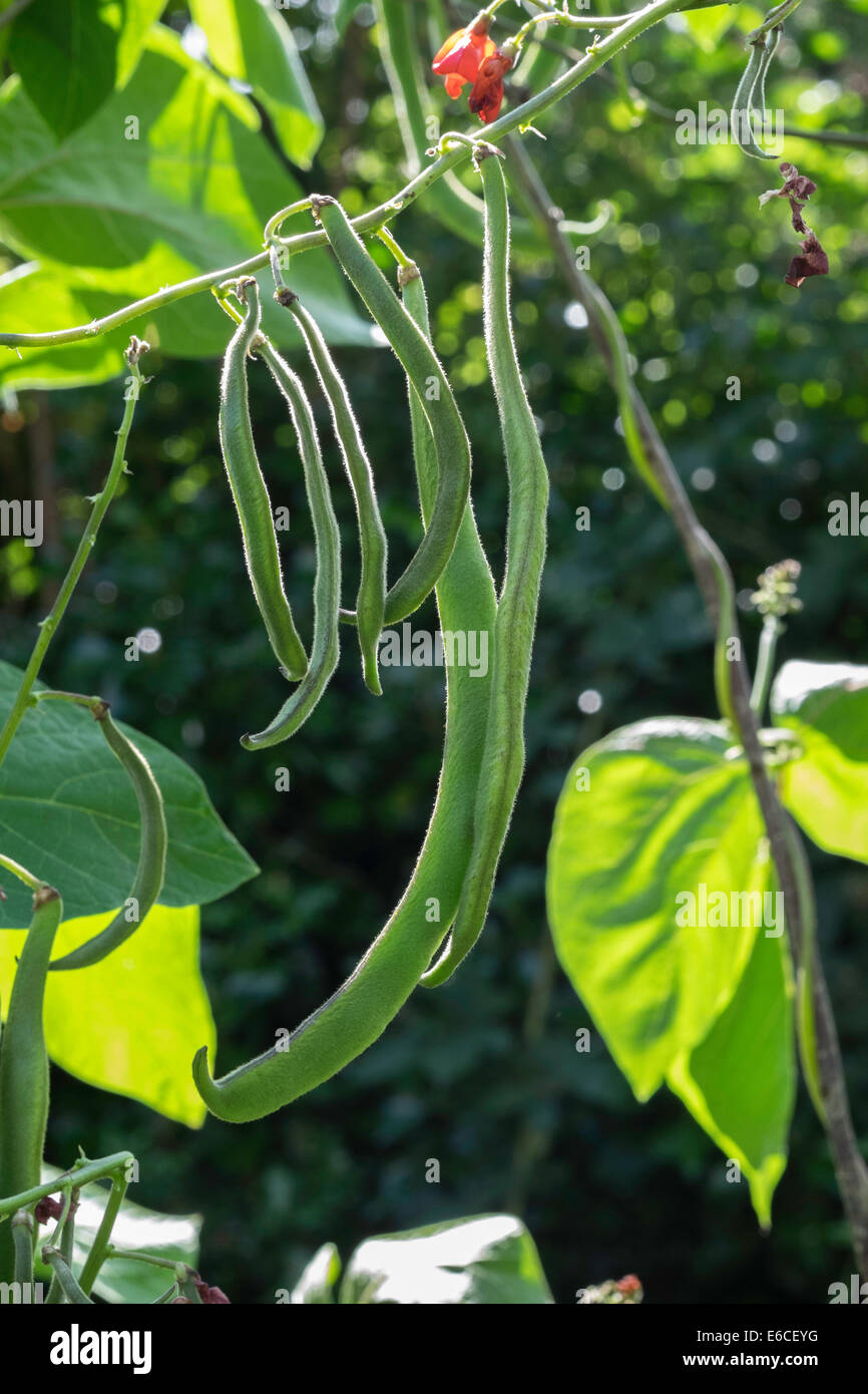 growing runner beans hi-res stock photography and images - alamy