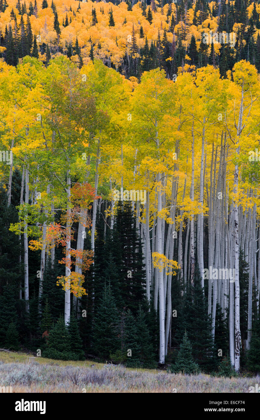 Utah. USA. Aspen trees and Engelmann spruce trees in autumn. Sevier