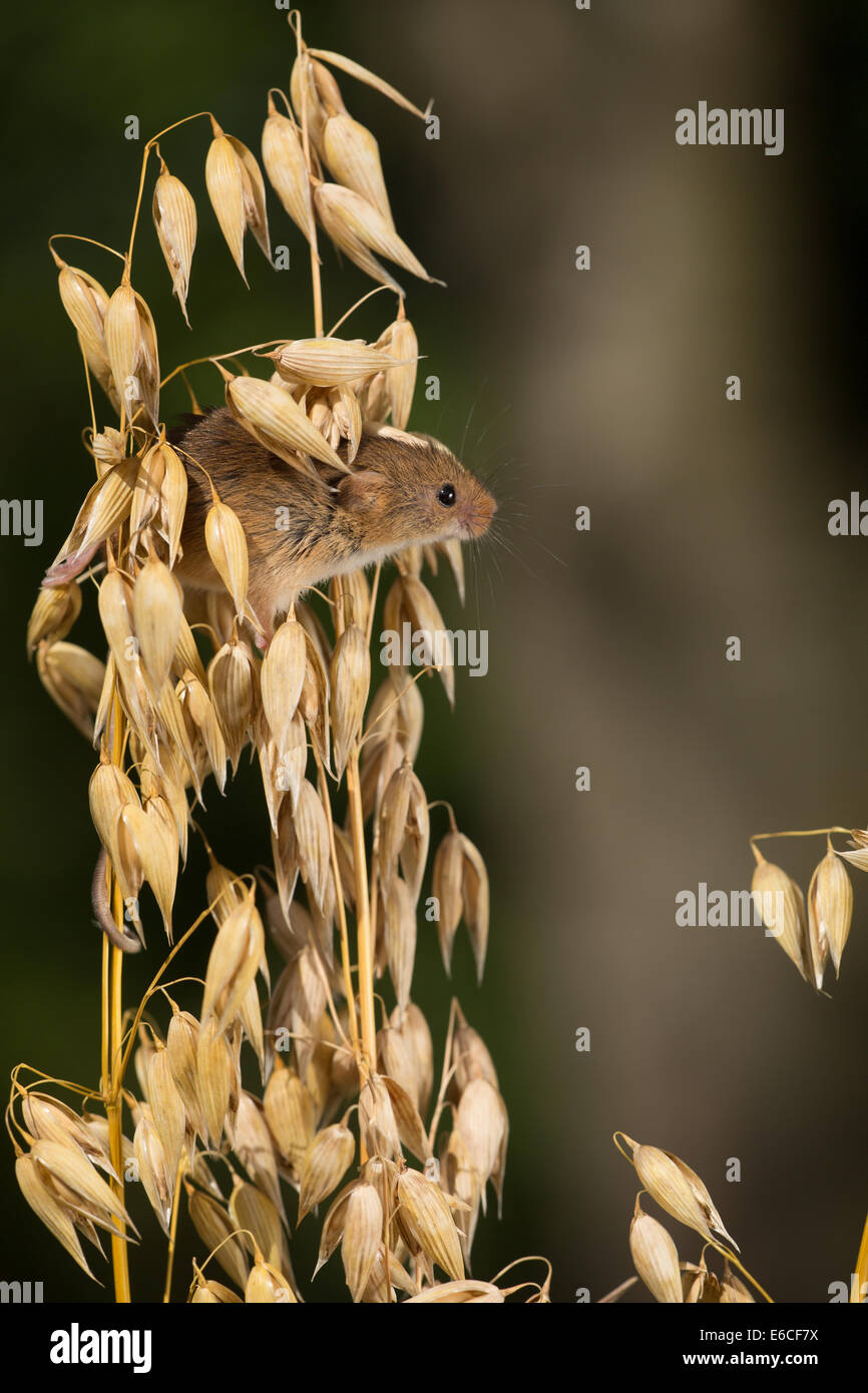 harvest mouse in oats Stock Photo Alamy