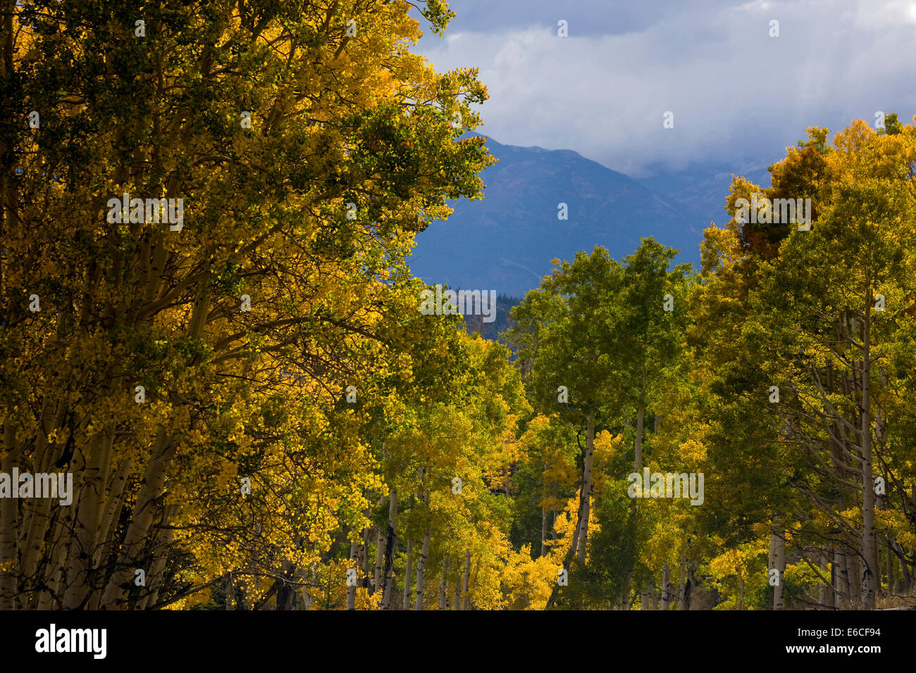 Utah. USA. Aspen trees in autumn. Sevier Plateau. Fishlake National