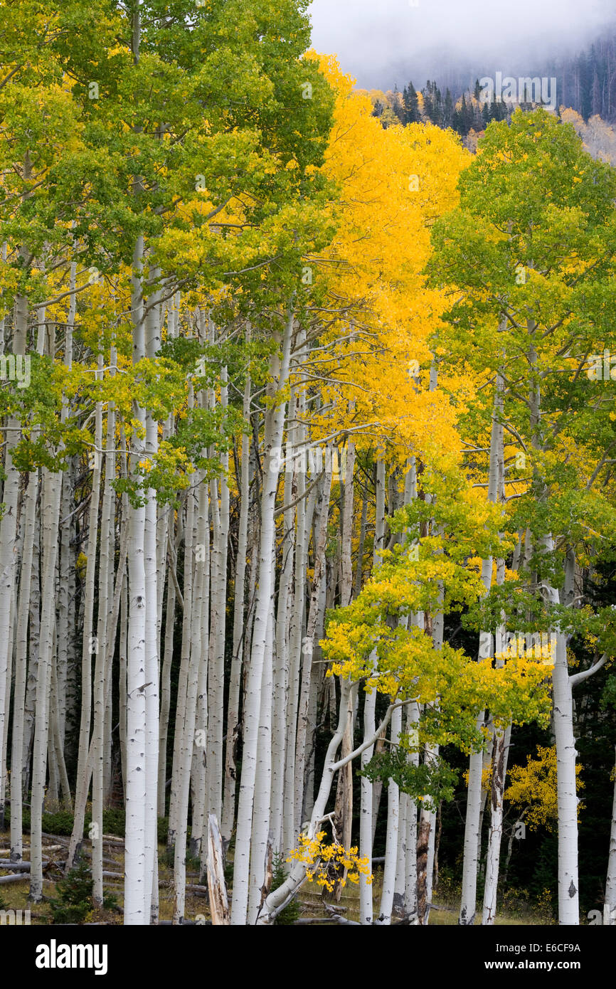 Utah. USA. Aspen trees (Populus tremuloides) in autumn. Sevier Plateau. Fishlake National Forest. Stock Photo