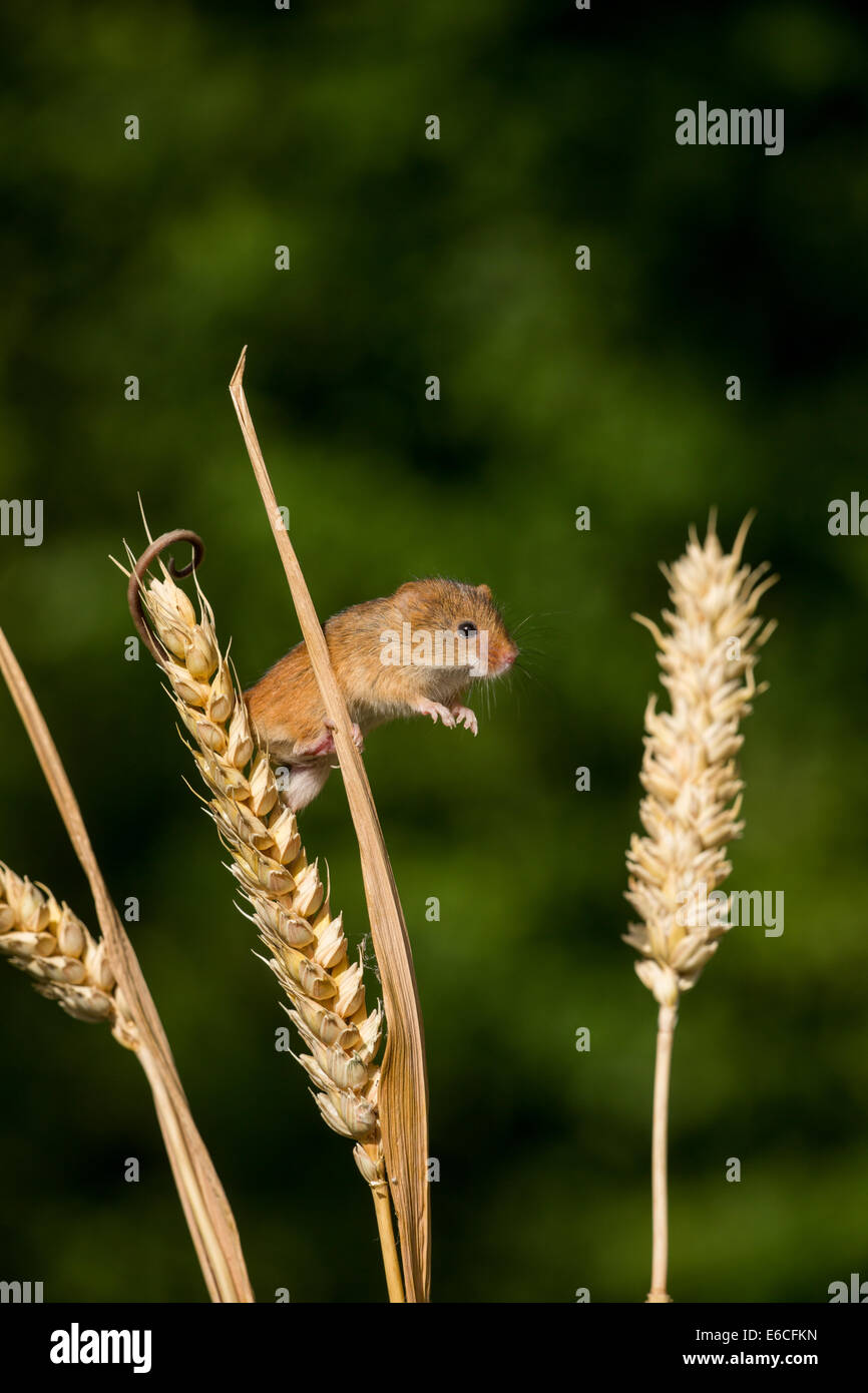Jumping mouse hires stock photography and images Alamy