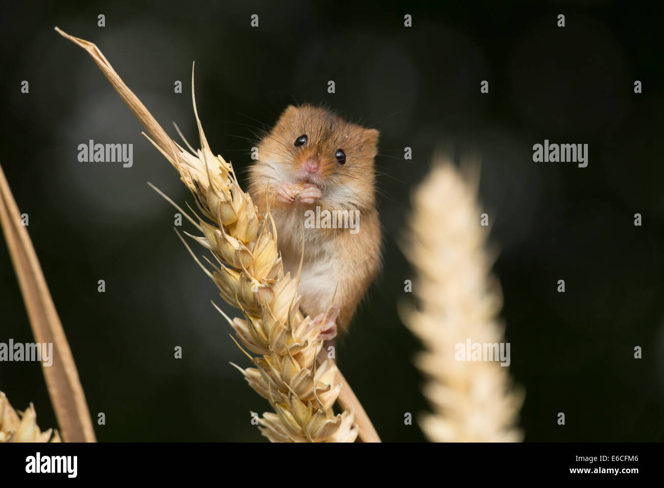 Harvest mouse eating hires stock photography and images Alamy