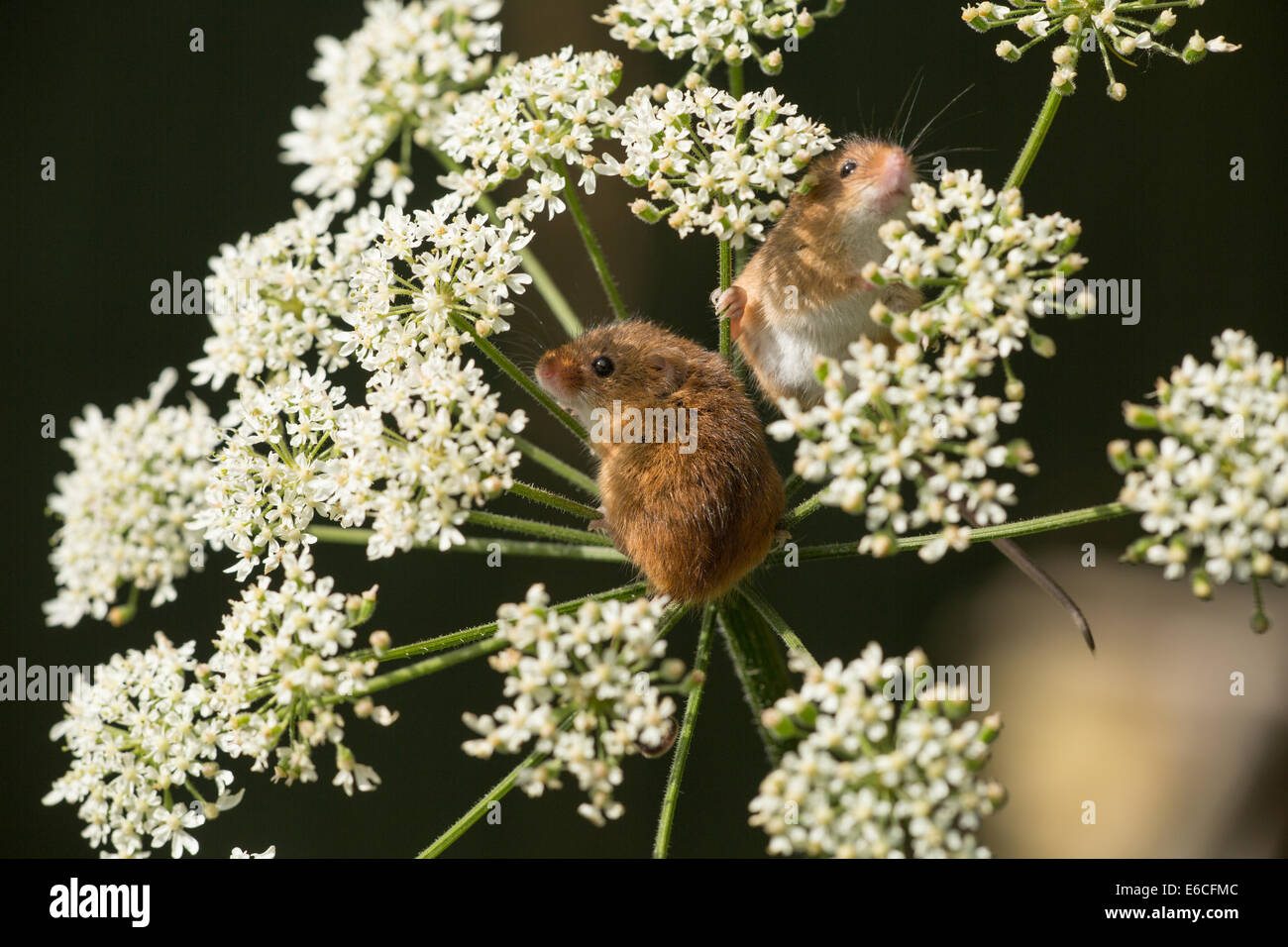 harvest mice in hedge parsley Stock Photo Alamy