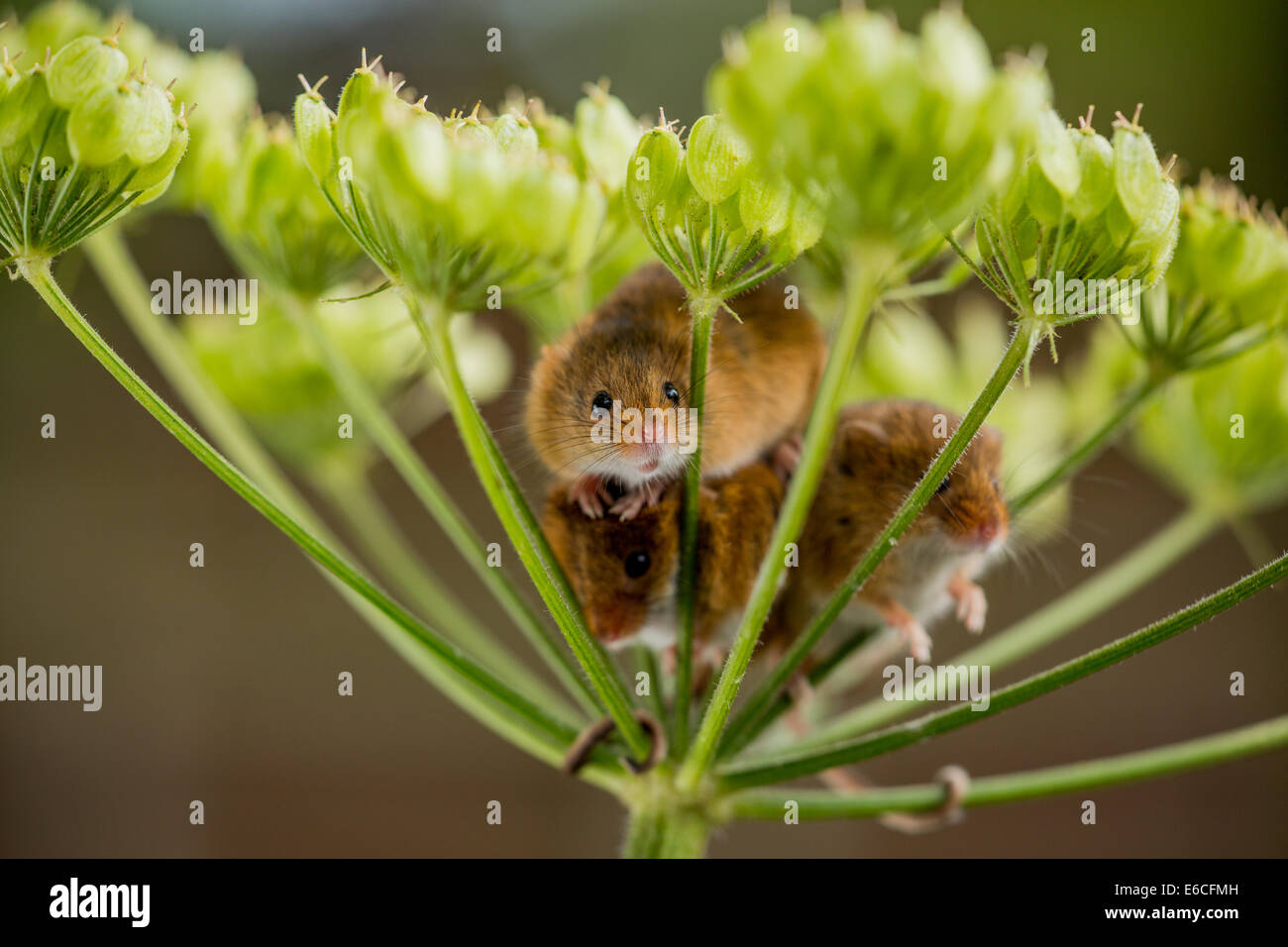 harvest mice in hedge parsley Stock Photo Alamy