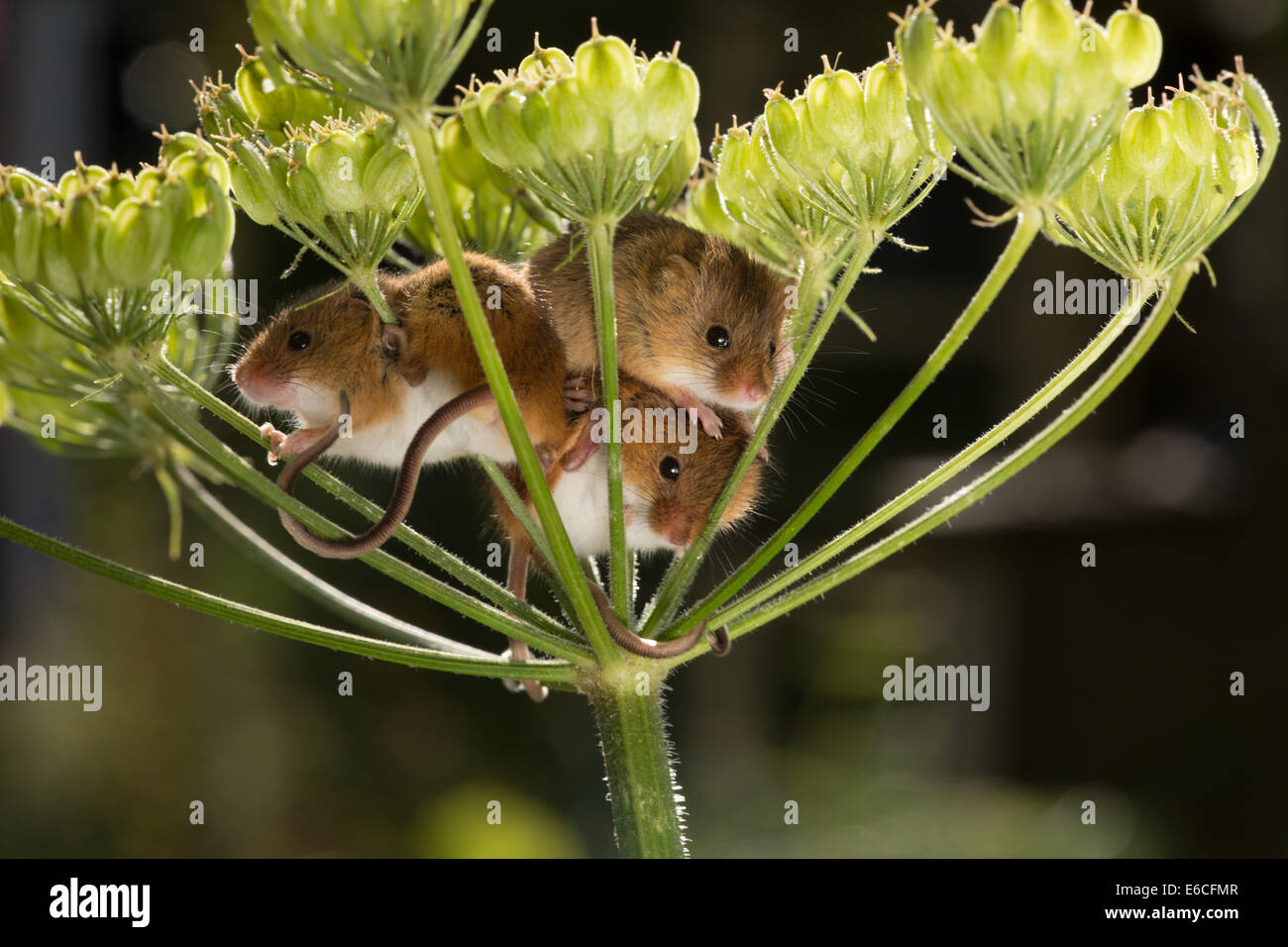harvest mice in hedge parsley Stock Photo Alamy