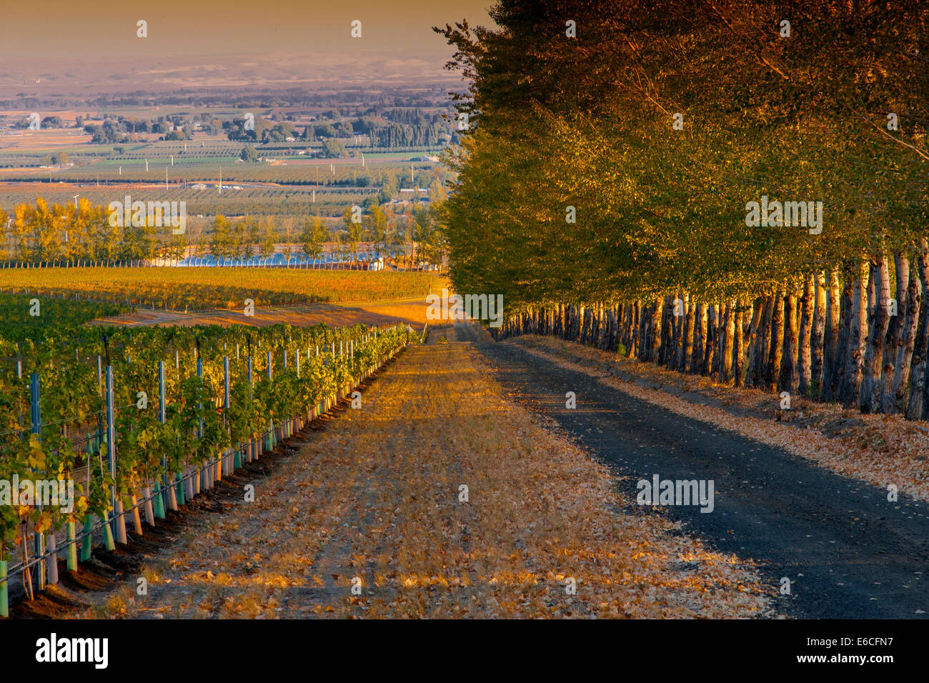 USA, Eastern Washington, Walla Walla. Rows of Marsanne grapes in the