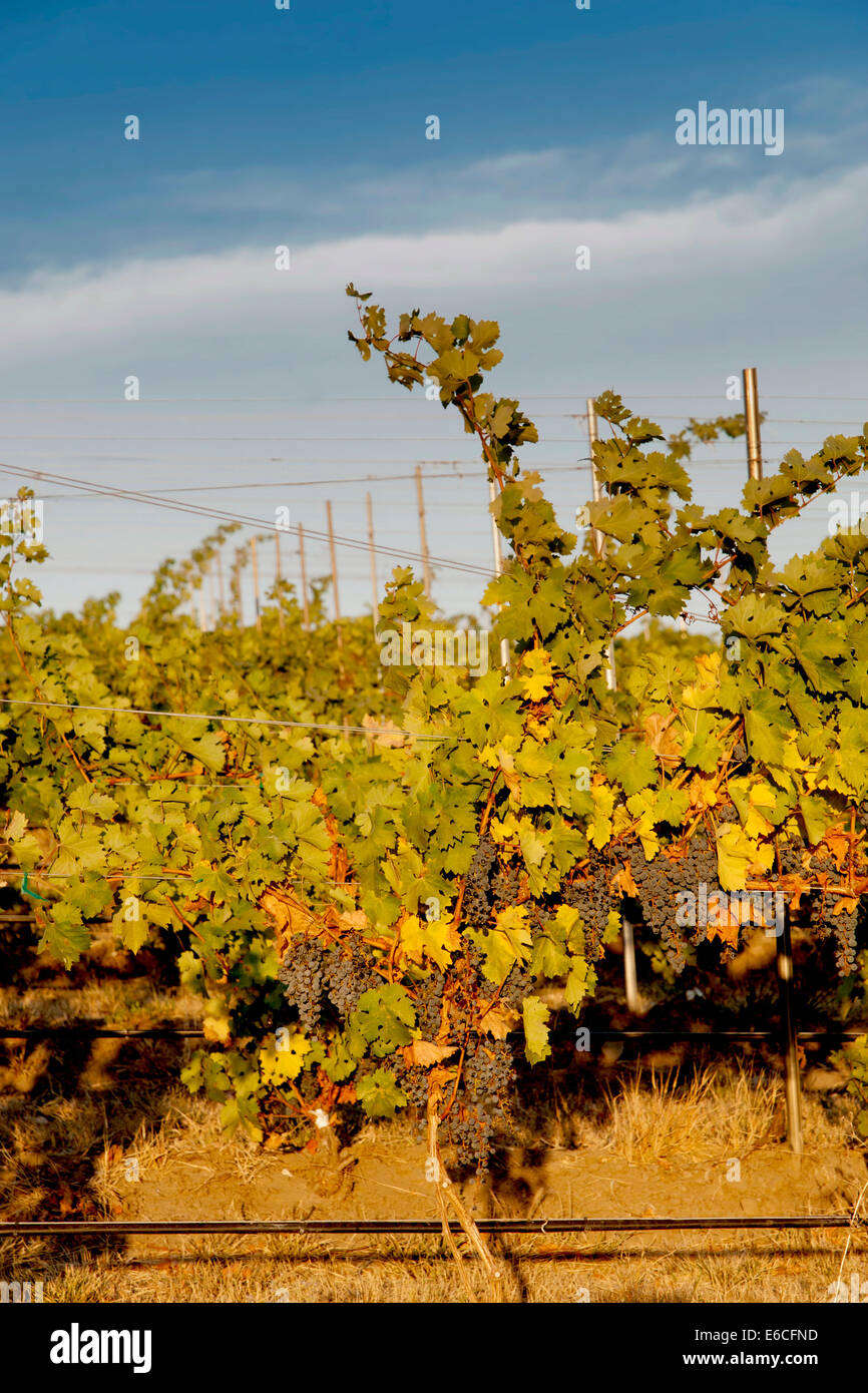 USA, Eastern Washington. grapes ripen in the Seven Hills