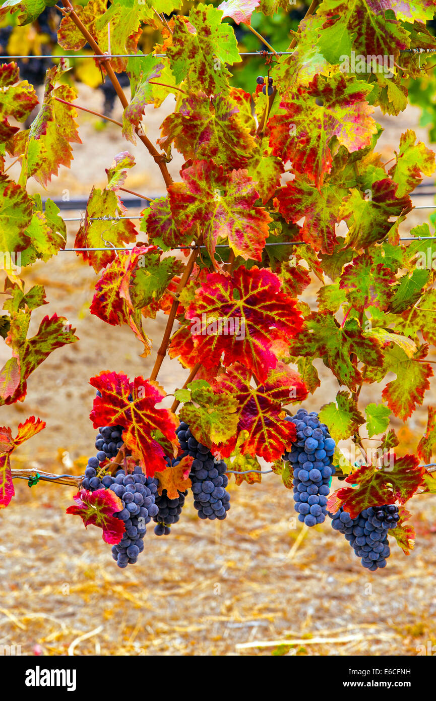 USA, Eastern Washington. Sauvignon grapes ready for harvest in