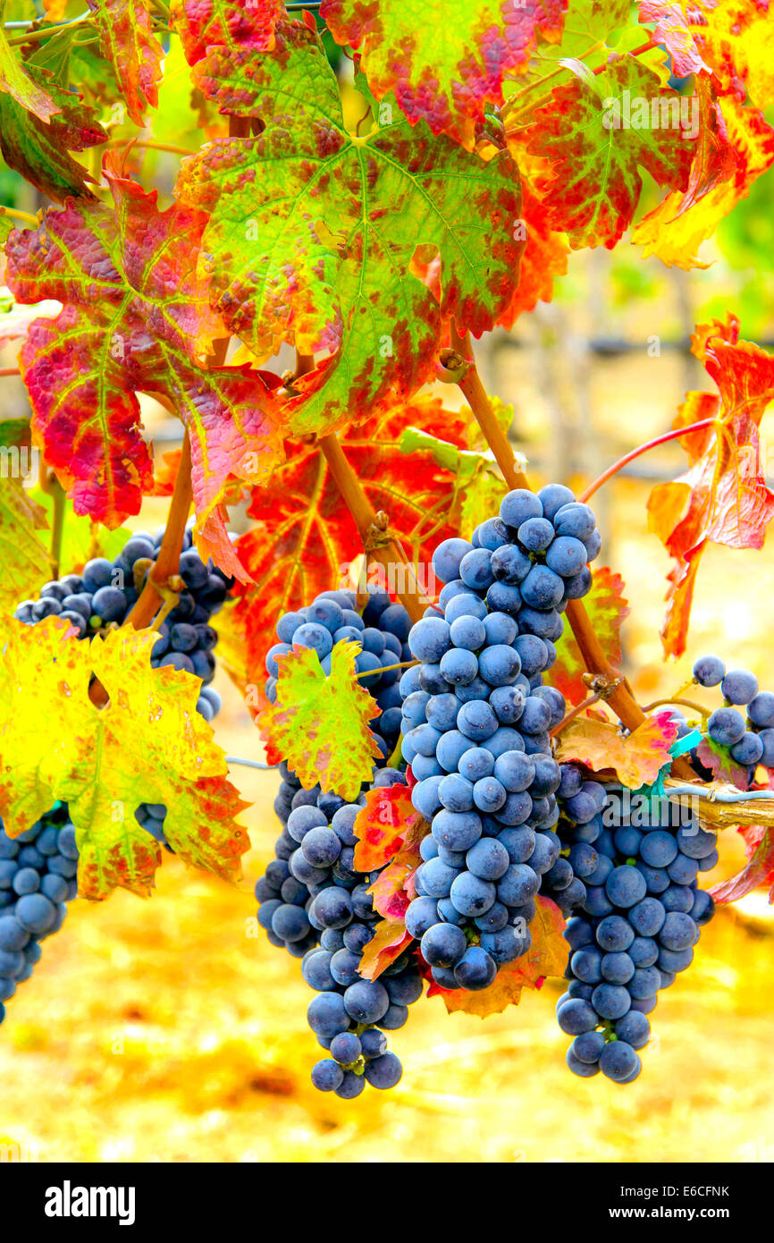 USA, Eastern Washington. Sauvignon grapes ready for harvest in