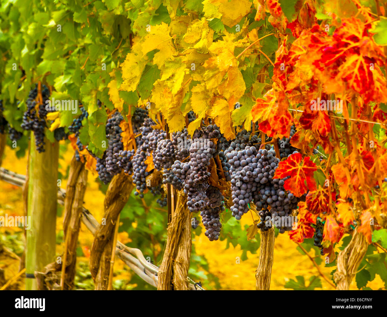 USA, Eastern Washington. Sauvignon grapes ready for harvest in
