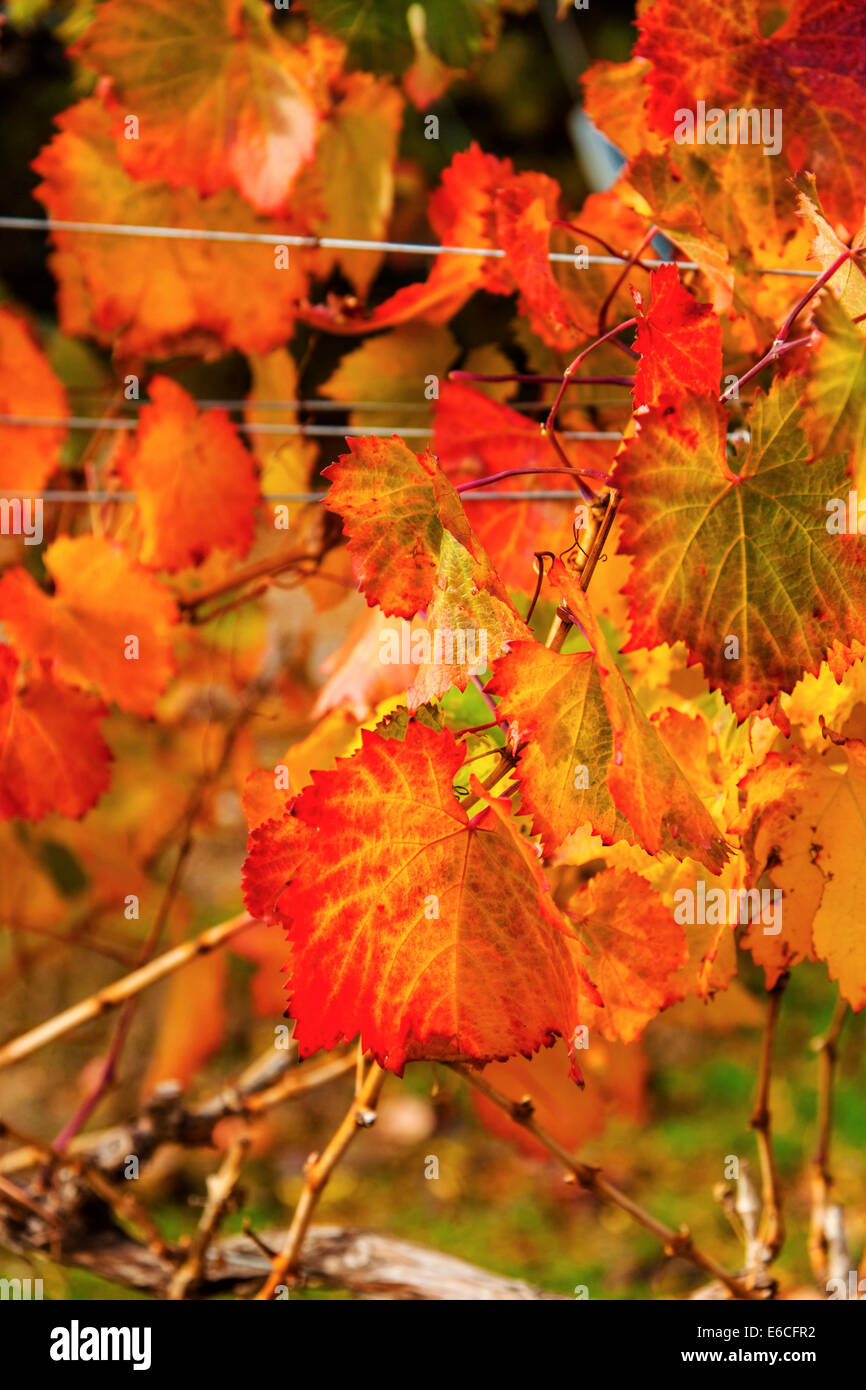 USA, Washington, Tri Cities. Fall color in a vineyard and winery in the